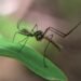 Mosquito vector de enfermedades infecciosas en ambiente tropical