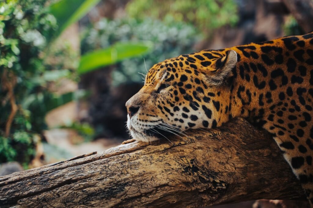 Jaguar caminando en bosque tropical, símbolo de los corredores ecológicos amenazados en América Latina