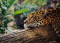 Jaguar caminando en bosque tropical, símbolo de los corredores ecológicos amenazados en América Latina
