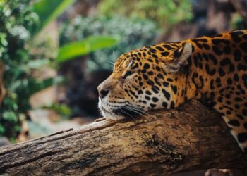 Jaguar caminando en bosque tropical, símbolo de los corredores ecológicos amenazados en América Latina