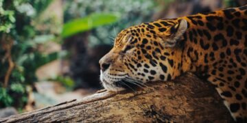 Jaguar caminando en bosque tropical, símbolo de los corredores ecológicos amenazados en América Latina