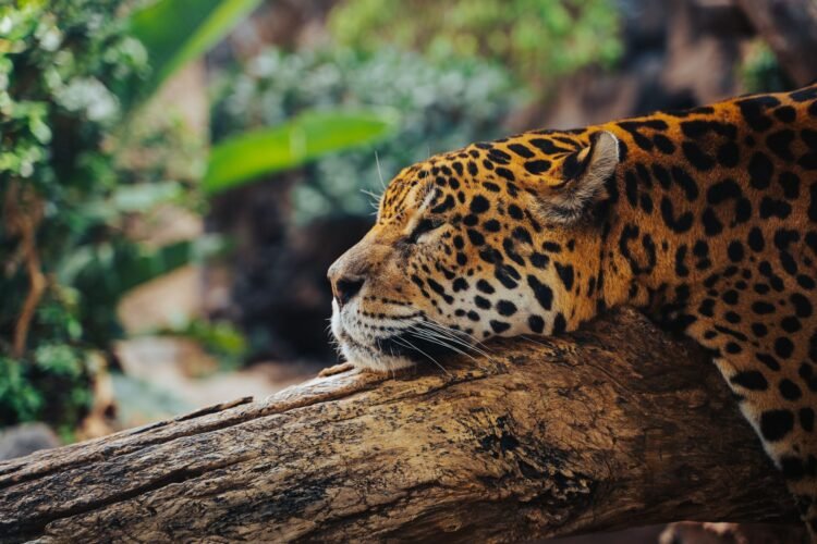 Jaguar caminando en bosque tropical, símbolo de los corredores ecológicos amenazados en América Latina