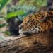 Jaguar caminando en bosque tropical, símbolo de los corredores ecológicos amenazados en América Latina
