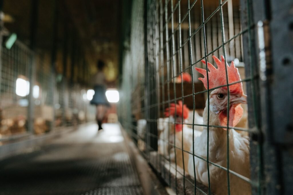 Interior de granja avícola intensiva con sistema de jaulas multinivel, representativa del modelo industrial cuestionado en Ma