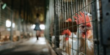 Interior de granja avícola intensiva con sistema de jaulas multinivel, representativa del modelo industrial cuestionado en Ma