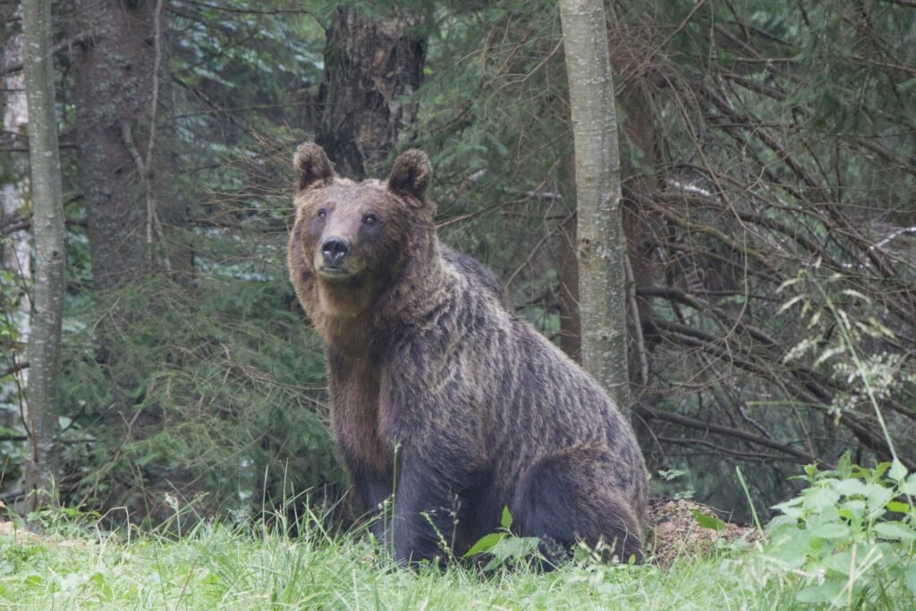 Oso pardo en bosque de Siberia, región donde Rusia levantó la veda de caza por ataques a humanos.
