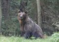 Oso pardo en bosque de Siberia, región donde Rusia levantó la veda de caza por ataques a humanos.