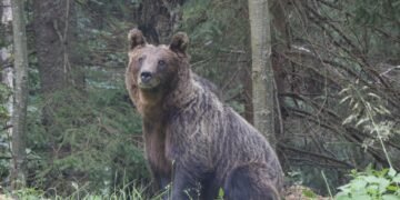 Oso pardo en bosque de Siberia, región donde Rusia levantó la veda de caza por ataques a humanos.