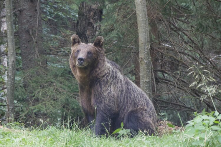Oso pardo en bosque de Siberia, región donde Rusia levantó la veda de caza por ataques a humanos.