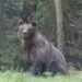 Oso pardo en bosque de Siberia, región donde Rusia levantó la veda de caza por ataques a humanos.