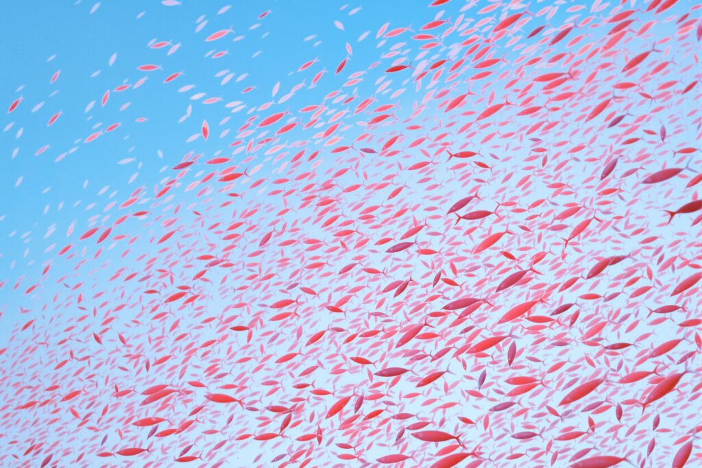 Cardumen de krill antártico bajo el hielo marino del océano austral.