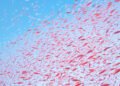 Cardumen de krill antártico bajo el hielo marino del océano austral.
