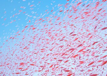 Cardumen de krill antártico bajo el hielo marino del océano austral.