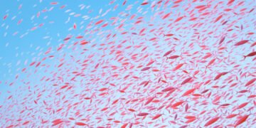 Cardumen de krill antártico bajo el hielo marino del océano austral.