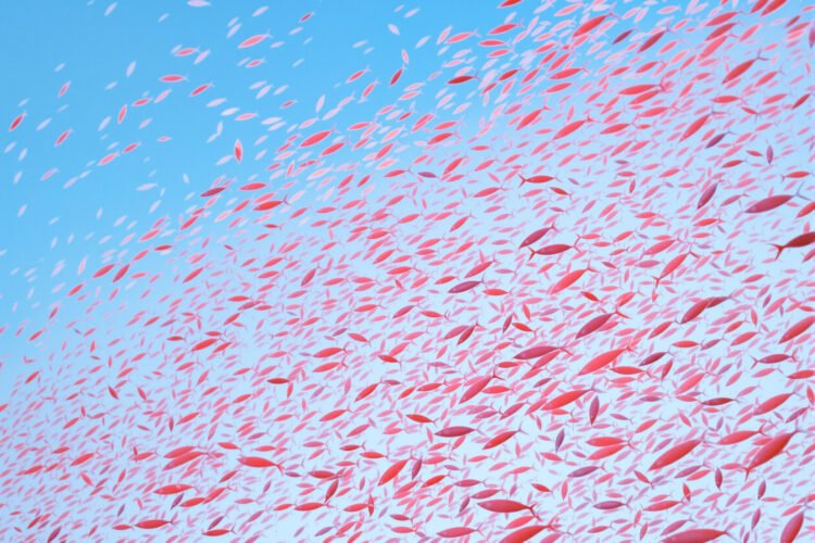 Cardumen de krill antártico bajo el hielo marino del océano austral.