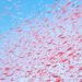 Cardumen de krill antártico bajo el hielo marino del océano austral.
