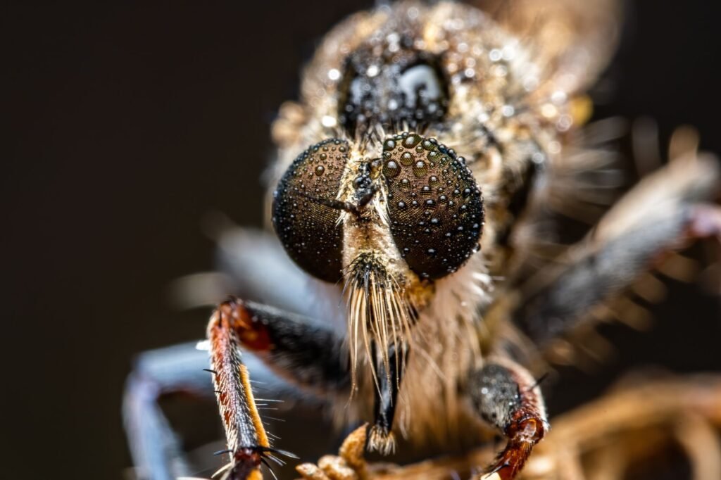 Avispa velutina sobre superficie natural, especie invasora que amenaza colmenas en Galicia
