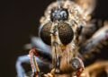 Avispa velutina sobre superficie natural, especie invasora que amenaza colmenas en Galicia