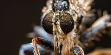 Avispa velutina sobre superficie natural, especie invasora que amenaza colmenas en Galicia