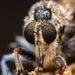 Avispa velutina sobre superficie natural, especie invasora que amenaza colmenas en Galicia