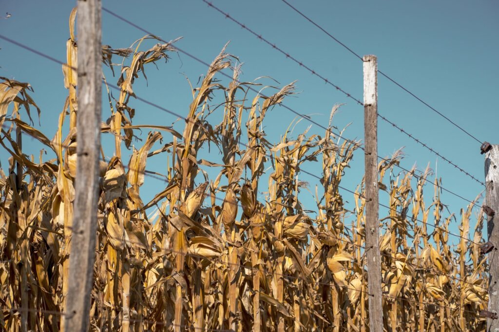 Campo de maíz bajo luz solar intensa, cultivo que utiliza fotosíntesis C4 más eficiente.