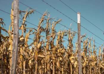 Campo de maíz bajo luz solar intensa, cultivo que utiliza fotosíntesis C4 más eficiente.