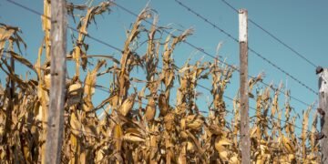 Campo de maíz bajo luz solar intensa, cultivo que utiliza fotosíntesis C4 más eficiente.