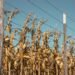 Campo de maíz bajo luz solar intensa, cultivo que utiliza fotosíntesis C4 más eficiente.