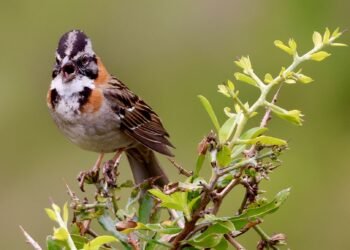 Gorrión de collar rufo posado en una rama, una de las especies que científicos usan para restaurar cantos perdidos.