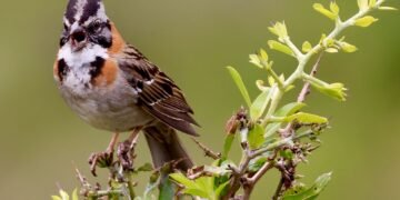 Gorrión de collar rufo posado en una rama, una de las especies que científicos usan para restaurar cantos perdidos.