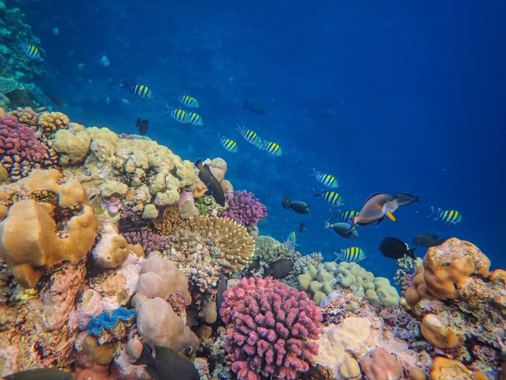 Arrecife de coral tropical con peces nadando entre formaciones coralinas, uno de los ecosistemas más amenazados por el cambio