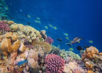 Arrecife de coral tropical con peces nadando entre formaciones coralinas, uno de los ecosistemas más amenazados por el cambio