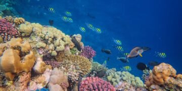 Arrecife de coral tropical con peces nadando entre formaciones coralinas, uno de los ecosistemas más amenazados por el cambio