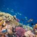 Arrecife de coral tropical con peces nadando entre formaciones coralinas, uno de los ecosistemas más amenazados por el cambio