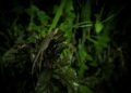 Cría de pangolín, una de las especies más afectadas por el comercio de vida silvestre global.