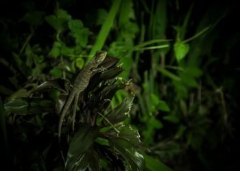 Cría de pangolín, una de las especies más afectadas por el comercio de vida silvestre global.