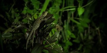 Cría de pangolín, una de las especies más afectadas por el comercio de vida silvestre global.