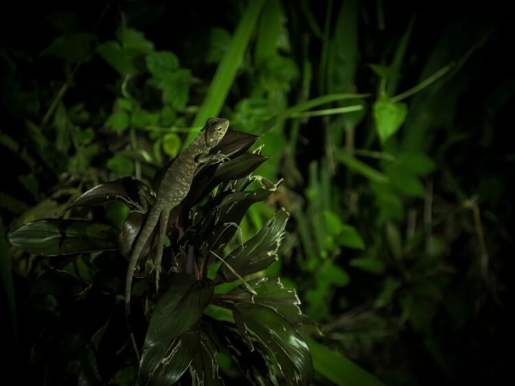 Cría de pangolín, una de las especies más afectadas por el comercio de vida silvestre global.