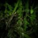 Cría de pangolín, una de las especies más afectadas por el comercio de vida silvestre global.