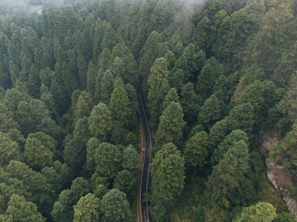 Vista aérea de dosel de bosque tropical, representando proyectos de conservación discutidos en la COP17.