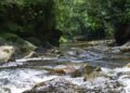 Río amazónico rodeado de selva en Ecuador, territorio ancestral de la comunidad A'i Cofán de Sinangoe.