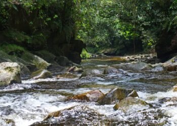 Río amazónico rodeado de selva en Ecuador, territorio ancestral de la comunidad A'i Cofán de Sinangoe.