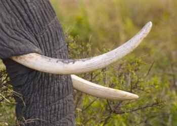 Colmillos de elefante incautados por autoridades de conservación en África.