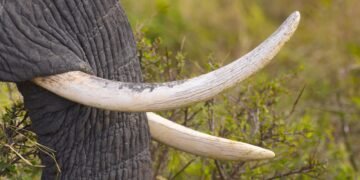 Colmillos de elefante incautados por autoridades de conservación en África.