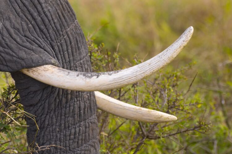 Colmillos de elefante incautados por autoridades de conservación en África.