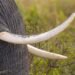 Colmillos de elefante incautados por autoridades de conservación en África.