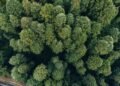 Vista aérea del dosel de la selva amazónica mostrando la continuidad del bosque tropical.