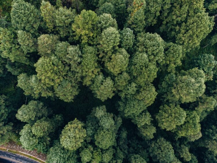 Vista aérea del dosel de la selva amazónica mostrando la continuidad del bosque tropical.