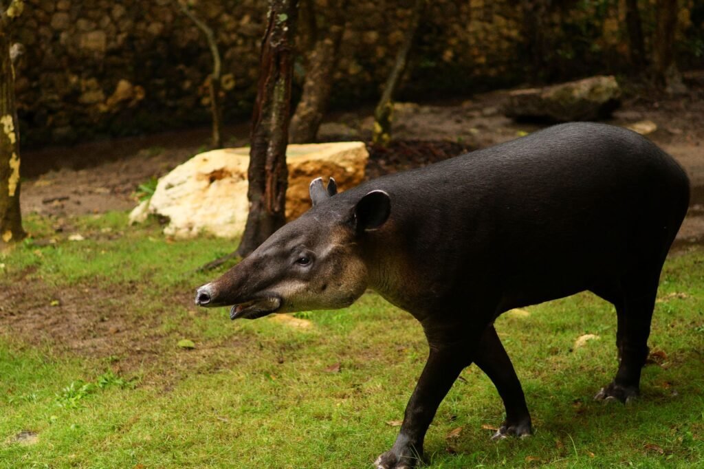 Tapir centroamericano en bosque tropical de Costa Rica, donde la conservación del tapir permite recuperar especies vegetales