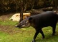 Tapir centroamericano en bosque tropical de Costa Rica, donde la conservación del tapir permite recuperar especies vegetales